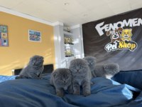 Orjinal scottish fold yavrular renk renk ankara