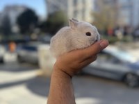 Cüce Bebekler İcin Arayınız