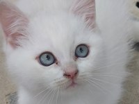Ev ortamında yetişmiş yavrular scottish fold