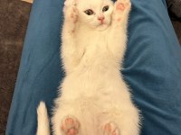 Scottish fold kedisi