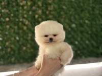 Ziyarete Açık Pomeranian Yavrularımız