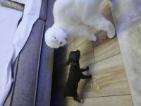 Çikolata kızım teacup chihuahua