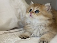 GOLDEN NY11 SAFKAN BRİTİSH LONGHAİR ANNE BABA SCR KAYITLI