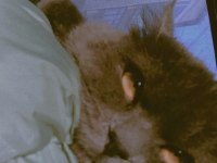 İhtiyaçtan veriyorum british longhair