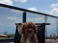 Toypoodle Dişi / Erkek 