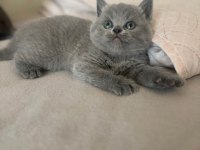 Safkan British Shorthair 2 Aylık Yavrular