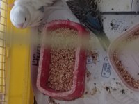Yeni yem yemeye başladı muhabbet kuşumuz