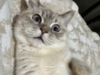 2 yaşında british shorthair dişi kedimiz