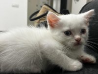 British shorthair yavru kediler