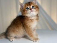 Golden British Shorthair
