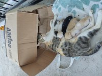KEDİM VE MİNİK YAVRULARI