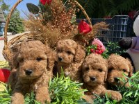 TEACUP GÜZELLER GÜZELİ TOY POODLE BEBEKLER