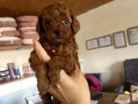 Aşılı Mikroçipli Toypoodle Yavrularımız 