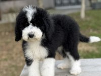 Bernedoodle Yavrular