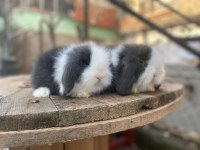 Sağlan Hollanda mini ve cüce tavşan