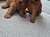 Toy Poodle Köpeği