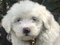 Maltipoo bebişler