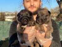 A kalite Belçika kurdu yavrular