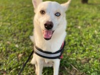 Ücretsiz Sahiplendirme Melez Köpeğimiz