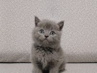 Duman Rengi Ayı Kafa Safkan Dişi British Shorthair Yavrum