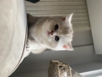 45 günlük scottish fold yavrular
