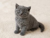 Mükemmel British Shorthair Golden Blue ve Bicolor Yavrular