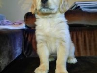 Golden retriever yavrularımız Baby face ırk garantili