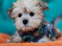 Neşe kaynağı Morkie Yavrularımız
