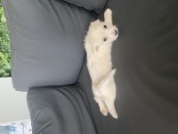 Terler cinsi köpeğimin yavrusu