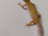 Leopard gecko dişi ve erkek