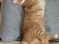 2 yaşında erkek kısırlaştırılmış sarman kedimiz
