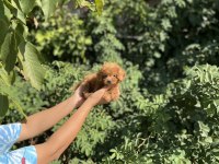 Baby Face Poodle Bebekler