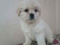 Maltipoo bebeklerimiz yeni ailelerini aramaktadır