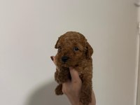 Güvenilir ve Referanslı Çiftlikten Toy Poodle