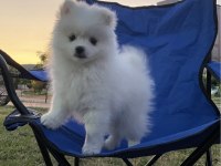 Teslime Hazır Pomeranian Spitz Yavrularımız