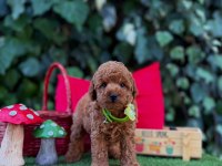 Safkan Toy Poodle Yavrularımız