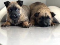 Orijinal Belçika Malinois Yavru