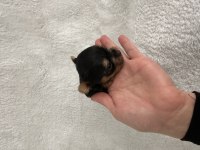 Mikro Teacup Yorkie