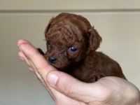 Kore kanı dark brown toy poodle