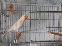 Kanarya yavru yetişkin sağlıklı güzel