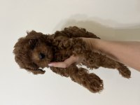 Erkek teacup kore poodle