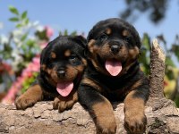 Üst Kalite Rottweiler Yavrular