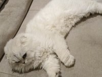 Rus scottish fold