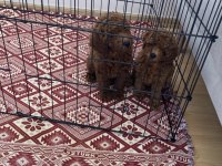 75 Günlük Teacup Poodle
