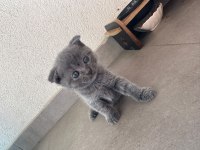 2.5 aylık scottish fold yavrular