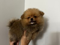 IRK GARANTILI TEA CUP POMERANİAN BOO