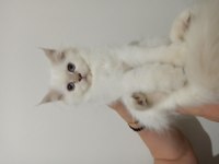 British longhair kızımız