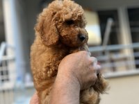 Sağlık Irk Garantili Toy Poodle