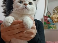 1 YAŞINDA DİŞİ BRİTİSH SHORTHAİR