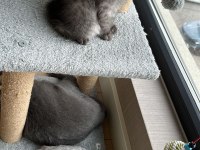 2 aylık dişi scottish fold